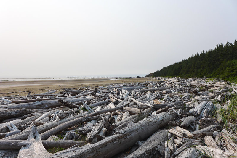 So much driftwood along this section of the cove.