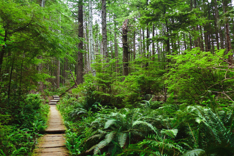 Heading through the coastal forest