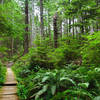 Heading through the coastal forest