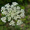 Lots of these small white flowers everywhere.