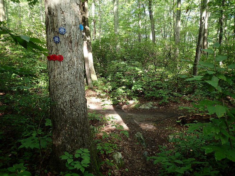 Fahnestock Trail and Charcoal Burner Trail share the same path until just after Beaver Pond.