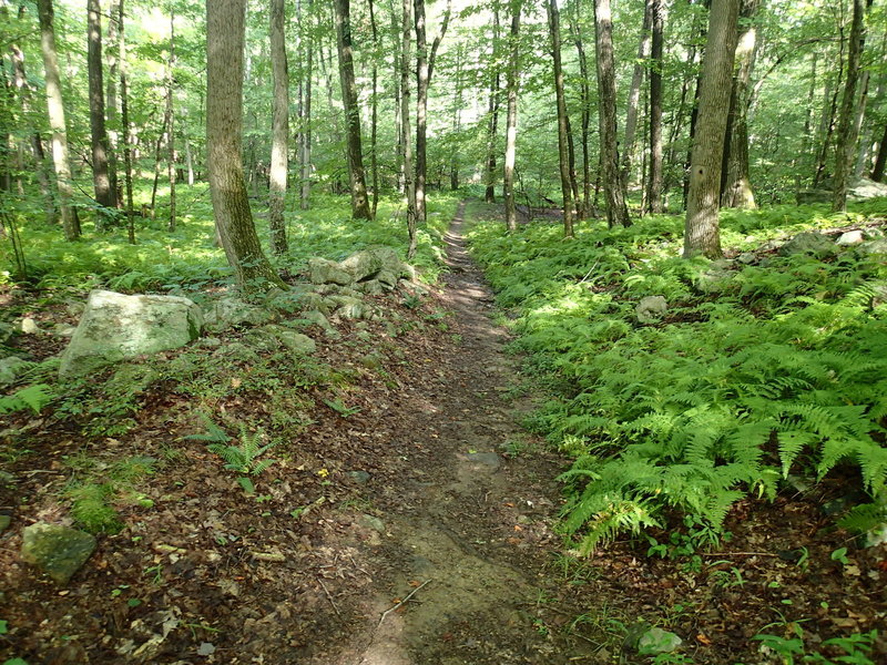 Fahnestock Trail