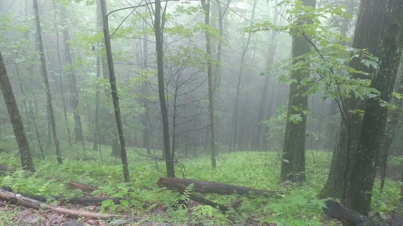 Views along the trail