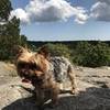 A yorkie on Noanet Peak