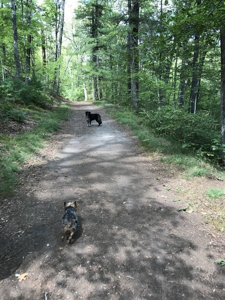 Two dogs enjoying a nice day on the trail
