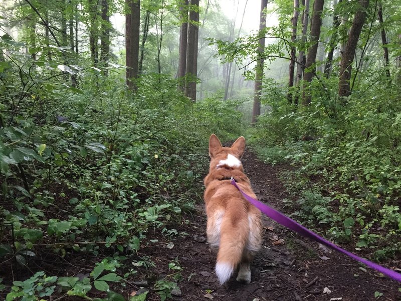 Fading 7 a.m. Mist over The Orange Trail