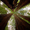 It's hard to beat a canopy of redwood trees!