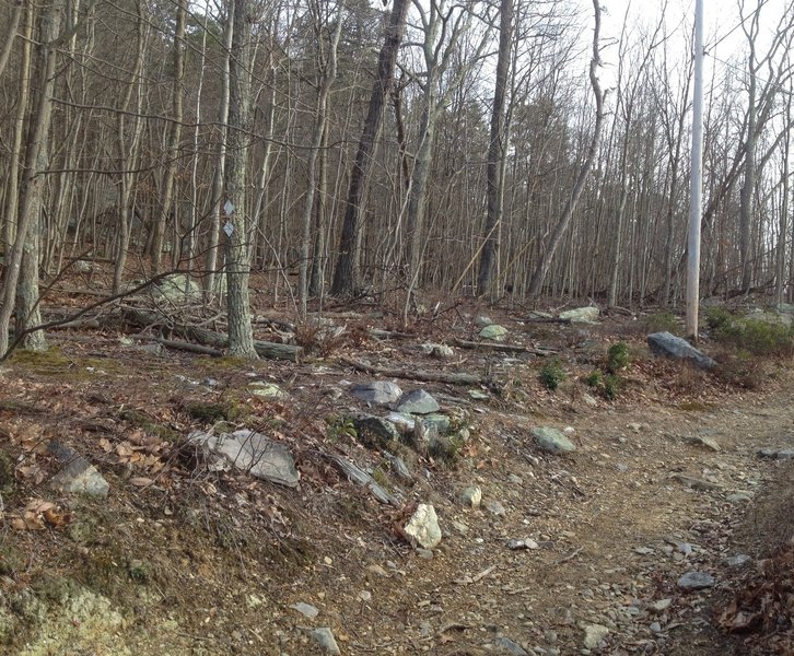 Looking uphill from power line climb, keep your eyes peeled for the double-diamond blazes marking the re-entrance to singletrack.