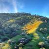 The poppies are about to take over this hill. Somewhere in CA, east of Bakersfield.