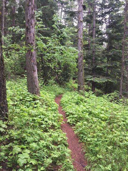 Caribou Ridge Trail near Beauty Bay, Lake Coeur d' Alene, Idaho