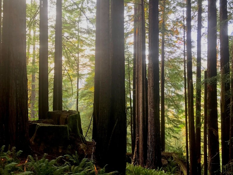 Saddler Skyline is easy to access from the Mill Creek Campground in the Del Norte section of Redwood National and State Parks. And it connects to the other campground-area trails, such as Hobbs Wall and Trestle Loop.