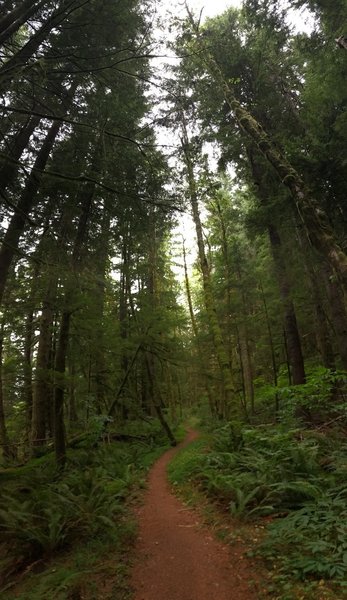 Under the canopy on upper Wedekind.