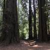 Bench on Tall Trees Trail in Redwood National Park