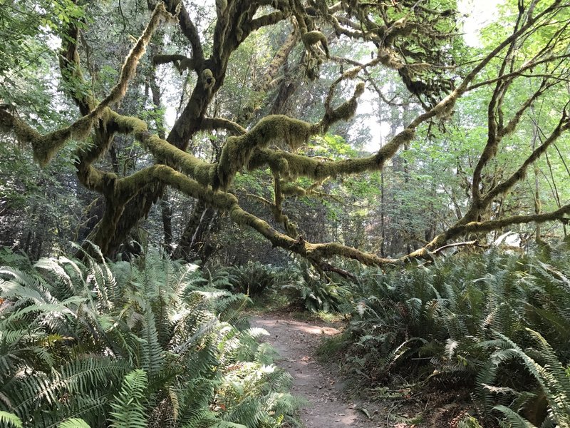 Mossy maple in Tall Trees Grove in Redwood National Park.