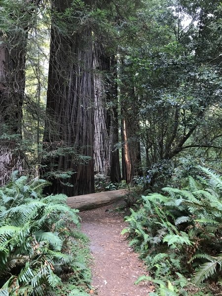 Tall Trees Grove in Redwood National Park