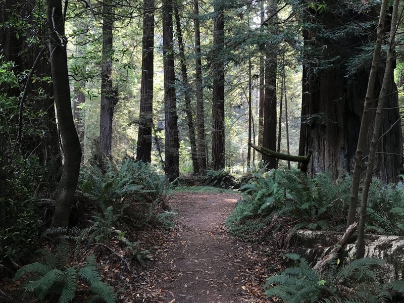 Tall Trees Grove in Redwood National Park