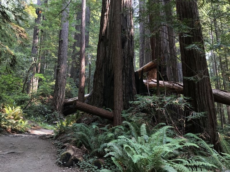 Tall Trees Trail in Redwood National Park