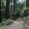 Tall Trees Trail in Redwood National Park