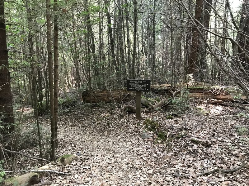 Junction of Emerald Ridge Trail and Tall Trees Trail in Redwood National Park.