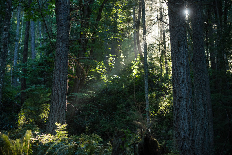 Early morning rays pass between the trees on Two Dollar.