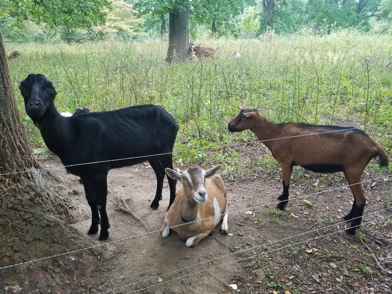 The local goats, who are on hand to help maintain the grounds