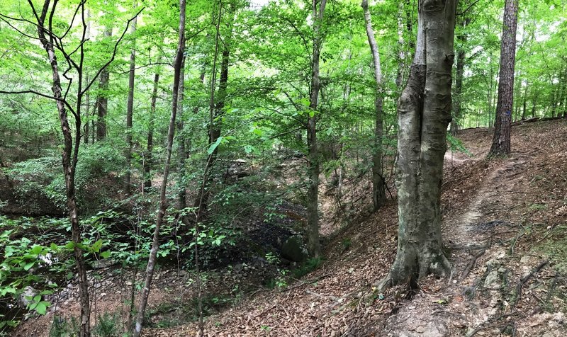 The trail winding along Pea Creek