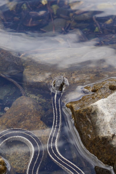 Little friend in Parker Lake