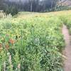 The trail through a field of wildflowers on the South Teton Trail.