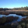 The first pond is often filled with wildlife including ducks, geese, frogs and songbirds.