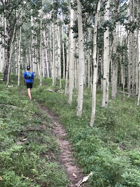 You'll wind through several beautiful Aspen groves along the trail.
