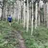 You'll wind through several beautiful Aspen groves along the trail.