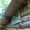 Wassataquoit Lake Shelter at the North end of lake. Decorated with a Moose antler.