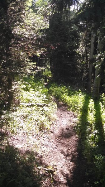 Upper Paradox Singletrack