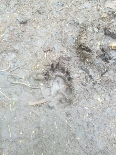 Cub paw print