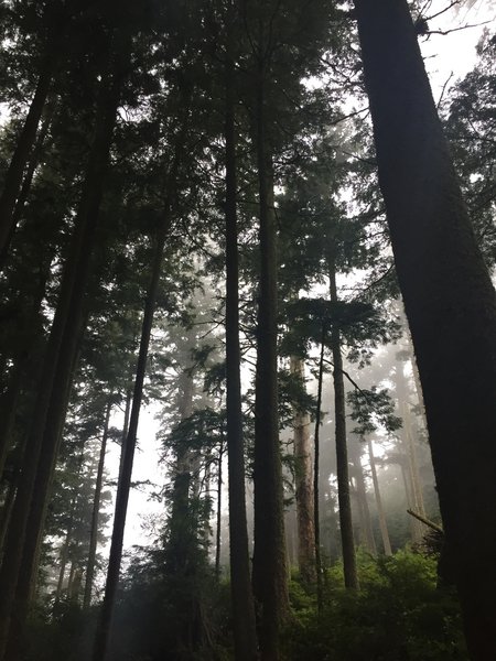 Fog & Trees on the Big Spruce Trail