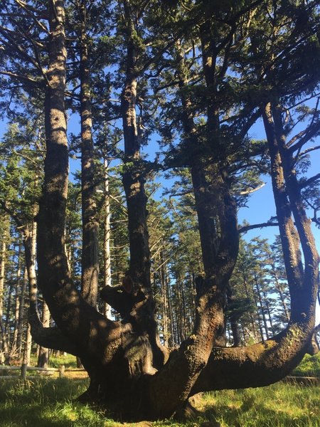 The uniquely shaped Octopus Tree