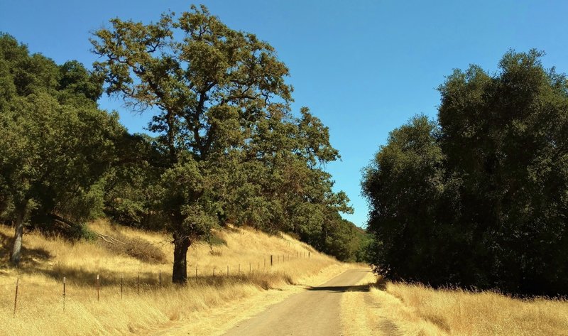 Longwall Canyon Trail runs through the golden summer grass of Calero County Park near its trailhead.