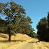 Longwall Canyon Trail runs through the golden summer grass of Calero County Park near its trailhead.