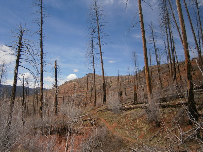 Start up in the sub alpine burn zone to the lower montane to the desert ecotone.  Lots of variety on this trail.