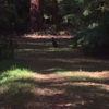 A wallaby in Olinda