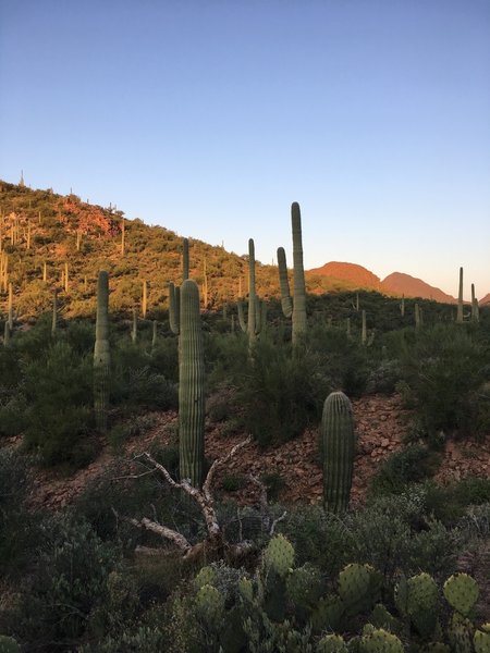 Early morning sunrise over the saguaro cacti.