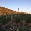 Early morning sunrise over the saguaro cacti.
