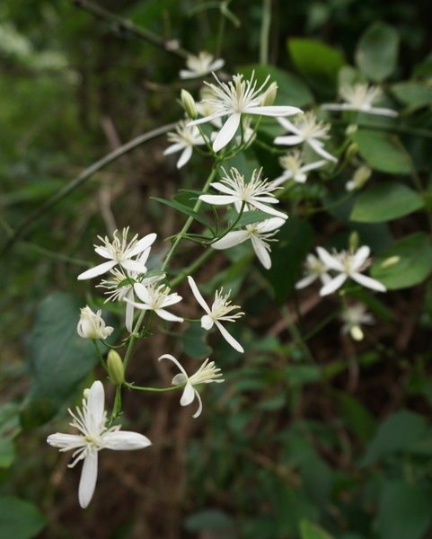 This is a flower that is found in endless supply near the beach side of the trail. It fills the air with an amazing floral fragrance.