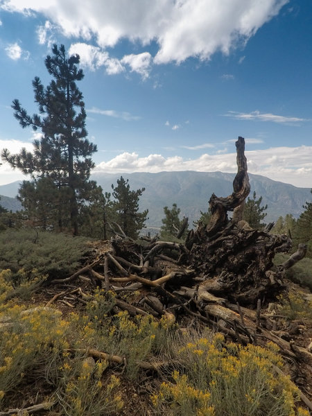 Looking south towards San Gorgonio.