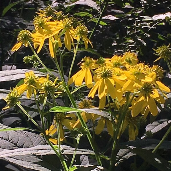 Wingstem blooming in late August