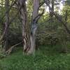 Incredible vegetation found on the Springhouse Loop.