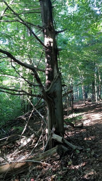 A  Beautiful tree cut in half