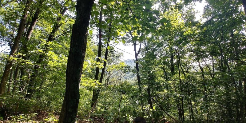 A view from the top of Jarnigan Knob