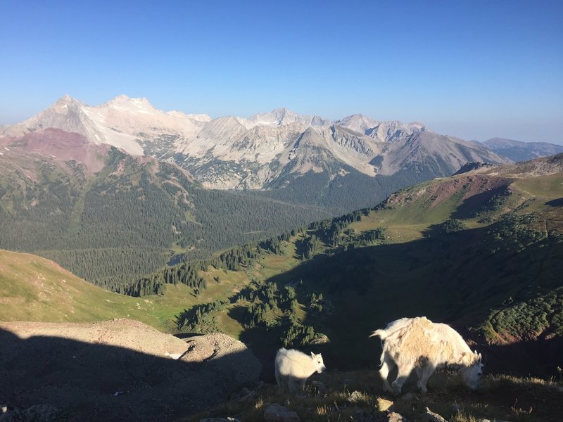 Goats love the top of Buckskin Pass.