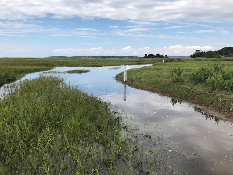 Average high tide marker for 2017 on the Try Island Trail.